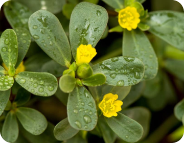 Purslane Extract
