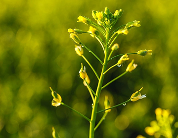 Camelina-Derived Oleosomes